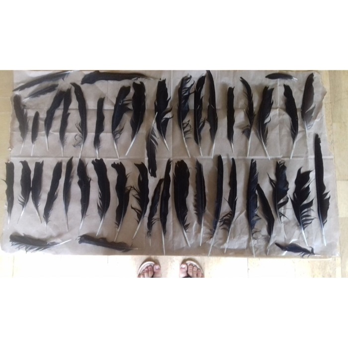 lots of black crow feathers laid out on a sheet of brown paper
